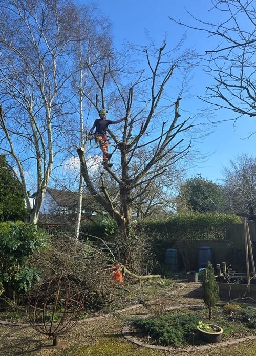 Tree Surgeon at Work